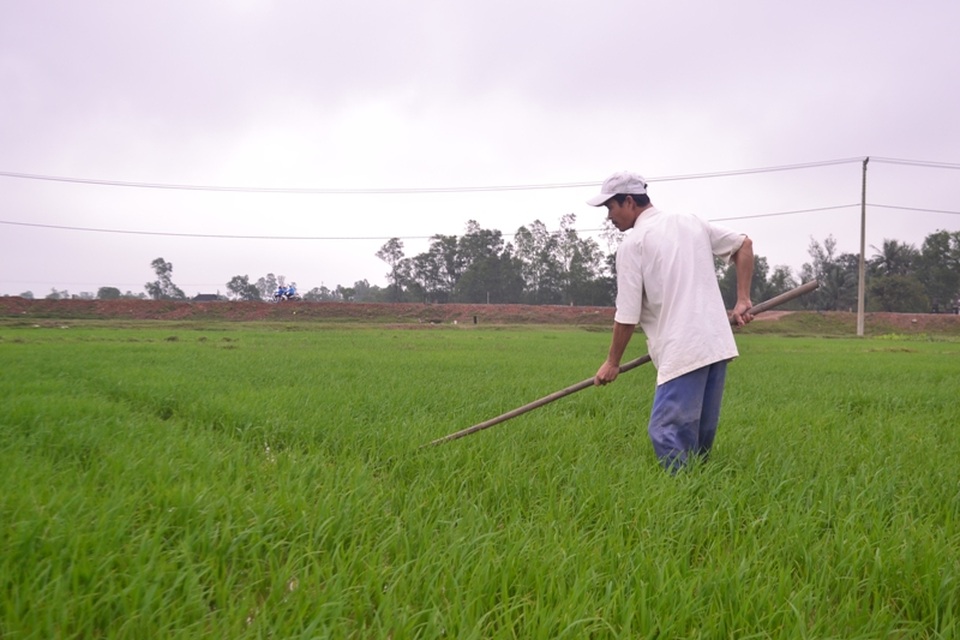 Quảng Trị: Gác chuyện vui xuân, người dân khẩn trương làm việc - 2 Quảng Trị: Gác chuyện vui xuân, người dân khẩn trương làm việc - 2