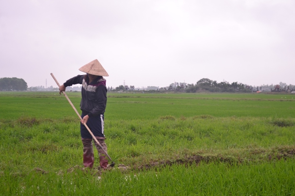 Quảng Trị: Gác chuyện vui xuân, người dân khẩn trương làm việc - 3 Quảng Trị: Gác chuyện vui xuân, người dân khẩn trương làm việc - 3