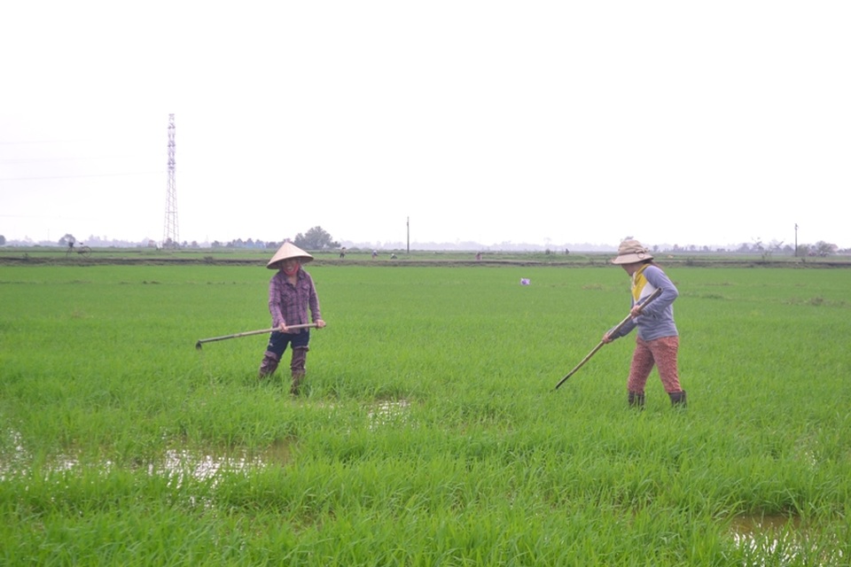 Quảng Trị: Gác chuyện vui xuân, người dân khẩn trương làm việc - 1 Quảng Trị: Gác chuyện vui xuân, người dân khẩn trương làm việc - 1