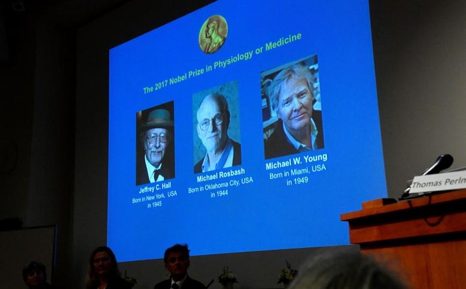 Những gương mặt ẵm giải Nobel 2017 - 11 Có 2 lý do để Viện Hàn lâm Khoa học Hoàng gia Thụy Điển quyết định trao giải Nobel Y học cho 3 nhà khoa học Jeffrey C. Hall, Michael Rosbash và Michael W. Young, bao gồm tầm quan trọng của các công trình nghiên cứu trong việc giúp hiểu rõ hơn về sự sống trên Trái đất, cũng như hiểu rõ hơn về những căn bệnh phát sinh từ sự sai lệch giữa nhịp sinh học và môi trường bên ngoài. Trong ảnh: Hình ảnh 3 nhà khoa học Jeffrey C. Hall, Michael Rosbash và Michael W. Young xuất hiện trong cuộc họp báo thông báo giải thưởng Nobel Y học 2017 ở Stockholm, Thụy Điển.