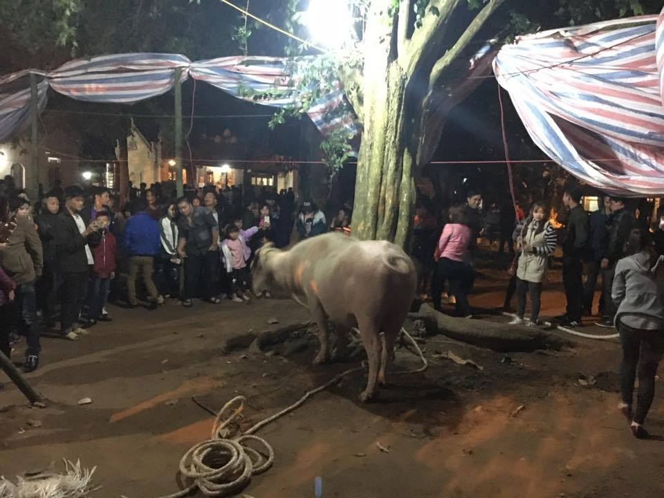 Yên Bái: Vẫn thịt trâu tế nhưng quây kín bạt, không cho dân xem - 1 Hình ảnh chú trâu trắng được chọn làm vật tế trong Lễ hội Đông Cuông năm nay. Ảnh: T.Đ