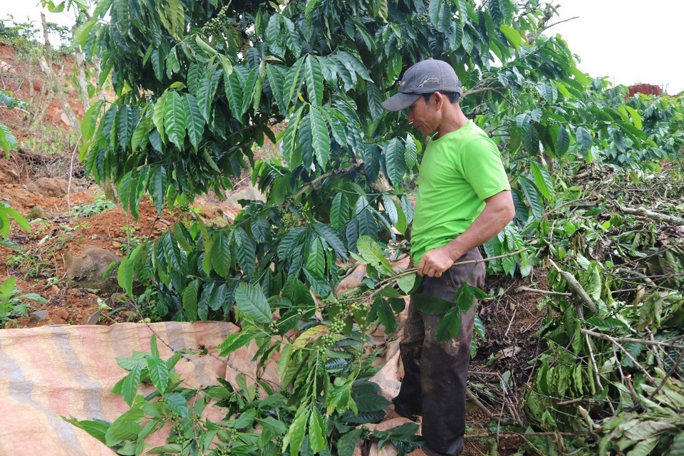 Dân bất chấp nguy hiểm vào vùng sạt lở thu hoạch cà phê - 3 Nhiều vùng sạt lở rất nguy hiểm nhưng người dân vẫn bất chấp vào thu hoạch cà phê, mong vớt vát được chút nào hay chút đó
