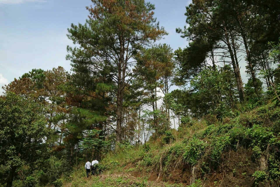 Cả cánh rừng thông bông dưng lá héo úa