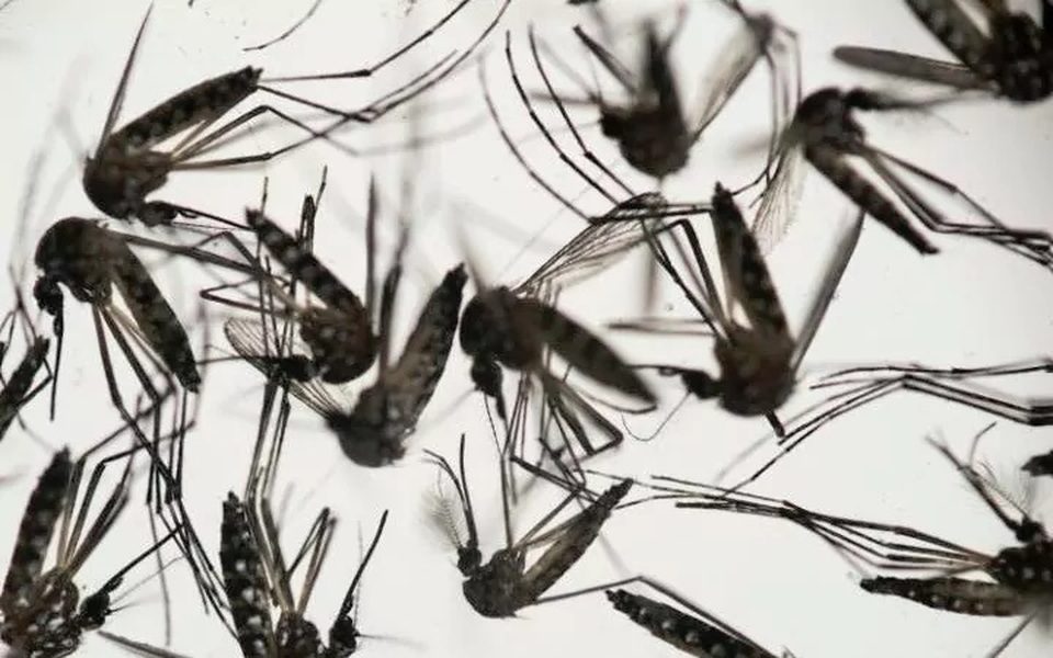Vi rút Zika có thể là chìa khoá để chống lại khối u não? - 2 Vi rút Zika truyền qua muỗi và gây tổn thương cho thai nhi nếu người mẹ bị muỗi đốt.
