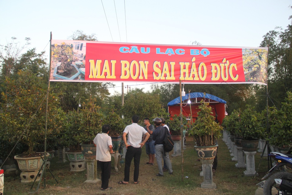 Thời tiết bất thường, người trồng mai thấp thỏm chờ Tết - 1
Thủ phủ mai vàng lớn nhất miền Trung đang tất bật vào vụ Tết