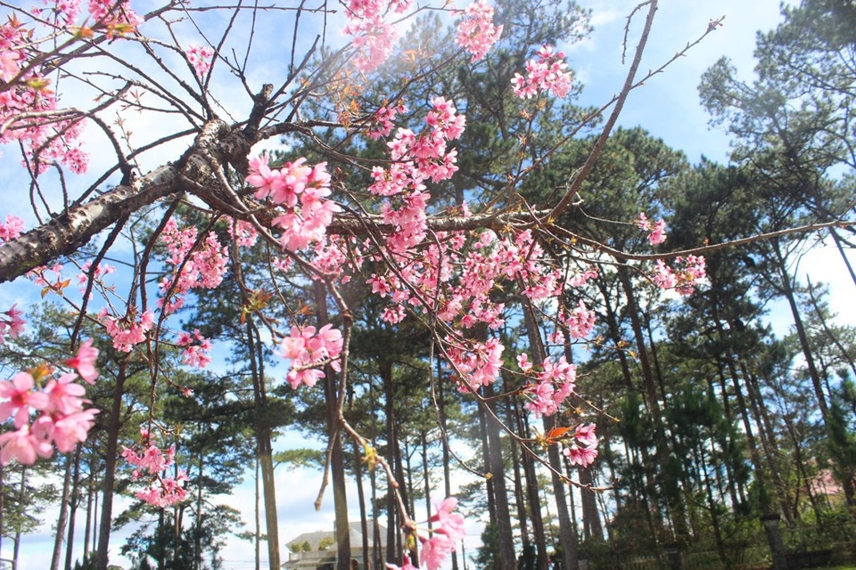 Mai anh đào Đà Lạt bung nở rực hồng phố núi - 8