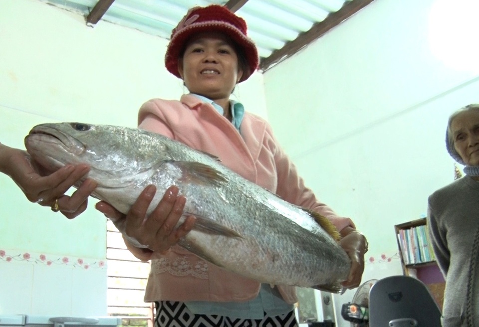 Ngư dân bắt được cá lạ nghi cá sủ vàng - 1 Ngư dân bắt được cá lạ nghi cá sủ vàng - 1