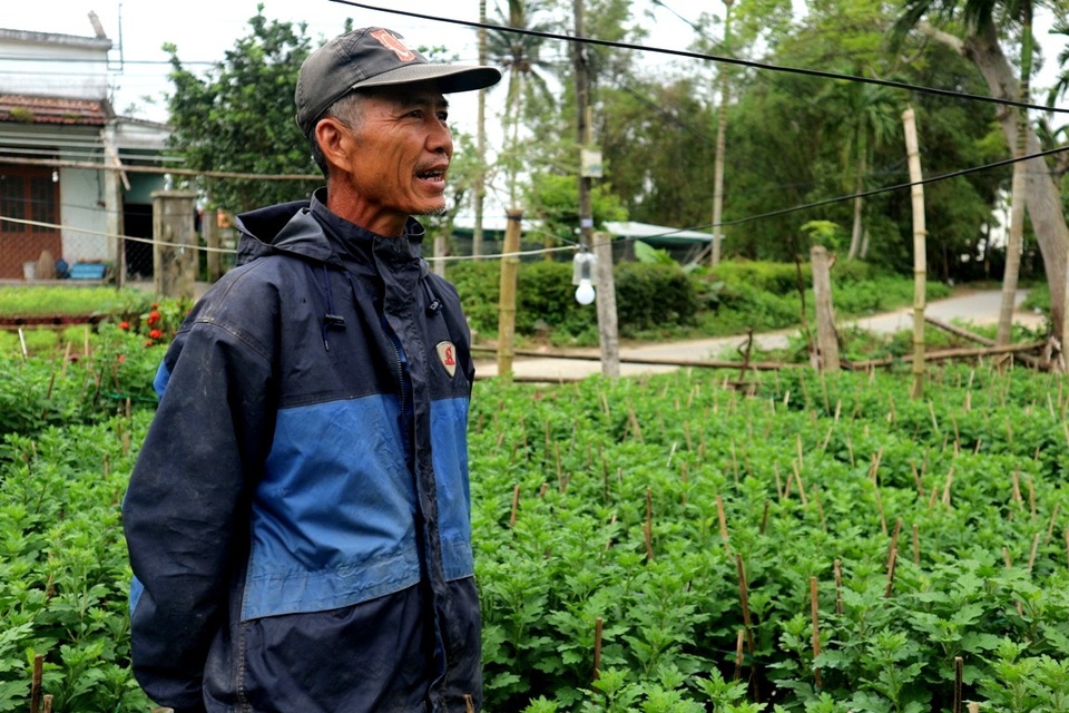 Người dân đang hồi hộp từng ngày để chăm bón, tưới tiêu…để vườn hoa kịp Tết Nguyên Đán sắp đến