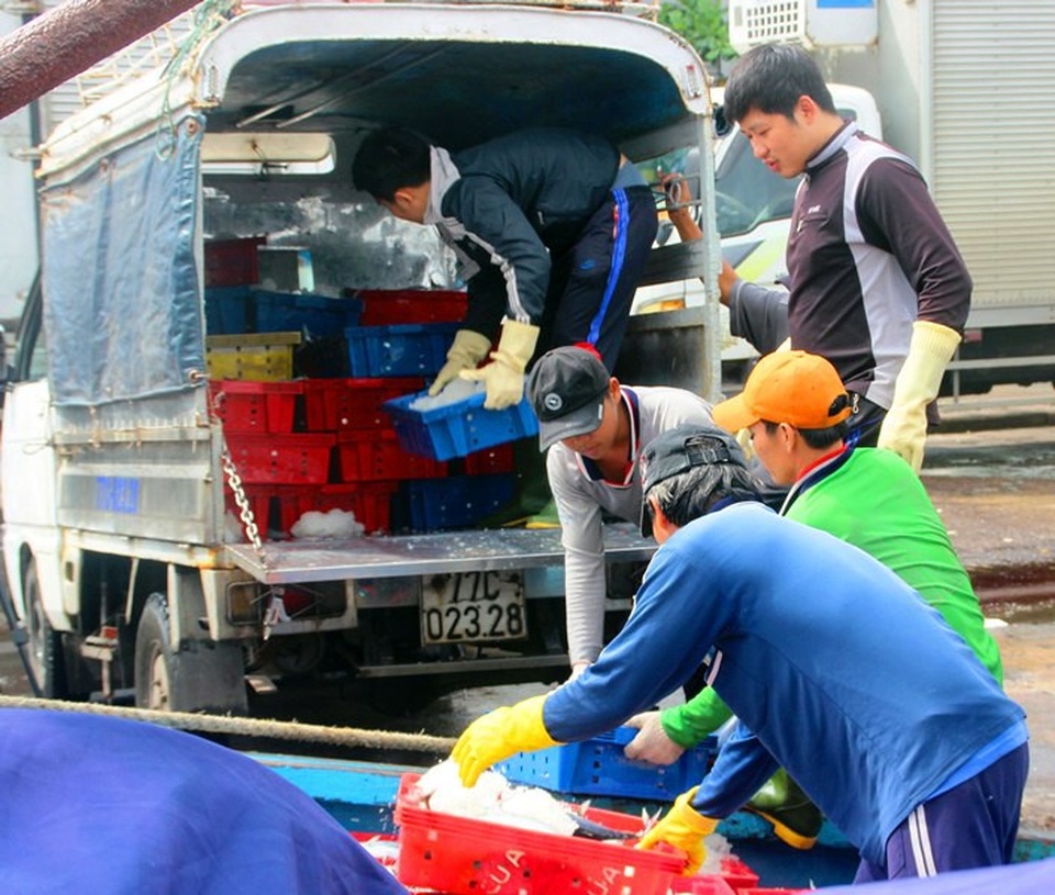 Đầu năm nhiều tàu cá trúng đậm cá ngừ, ngư dân thu tiền tỷ - 8 Cá được đưa lên xe đông lạnh để tiêu thụ khắp cả nước và xuất khẩu.