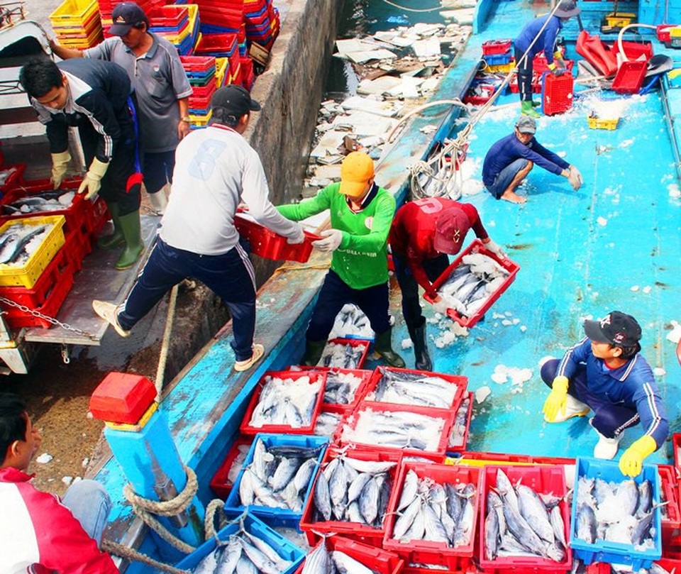 Đầu năm nhiều tàu cá trúng đậm cá ngừ, ngư dân thu tiền tỷ - 1 Ngư dân Bình Định trúng đậm cá ngừ sọc dưa ngày đầu năm