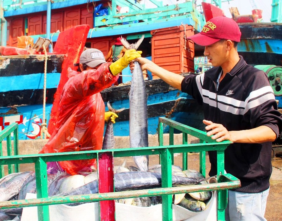 Đầu năm nhiều tàu cá trúng đậm cá ngừ, ngư dân thu tiền tỷ - 6 Đầu năm nhiều tàu cá trúng đậm cá ngừ, ngư dân thu tiền tỷ - 6
