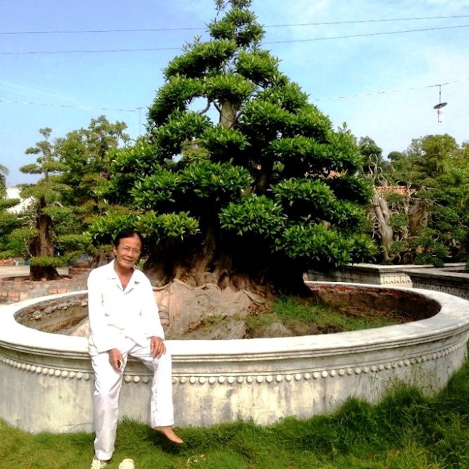 Ngắm 3 cây cảnh "già nua" giá khoảng 50 tỷ đồng của lão nghệ nhân - 3 Nghệ nhân quốc gia Võ Phi Sơn bên cây Cà Na trị giá hàng chục tỷ đồng.