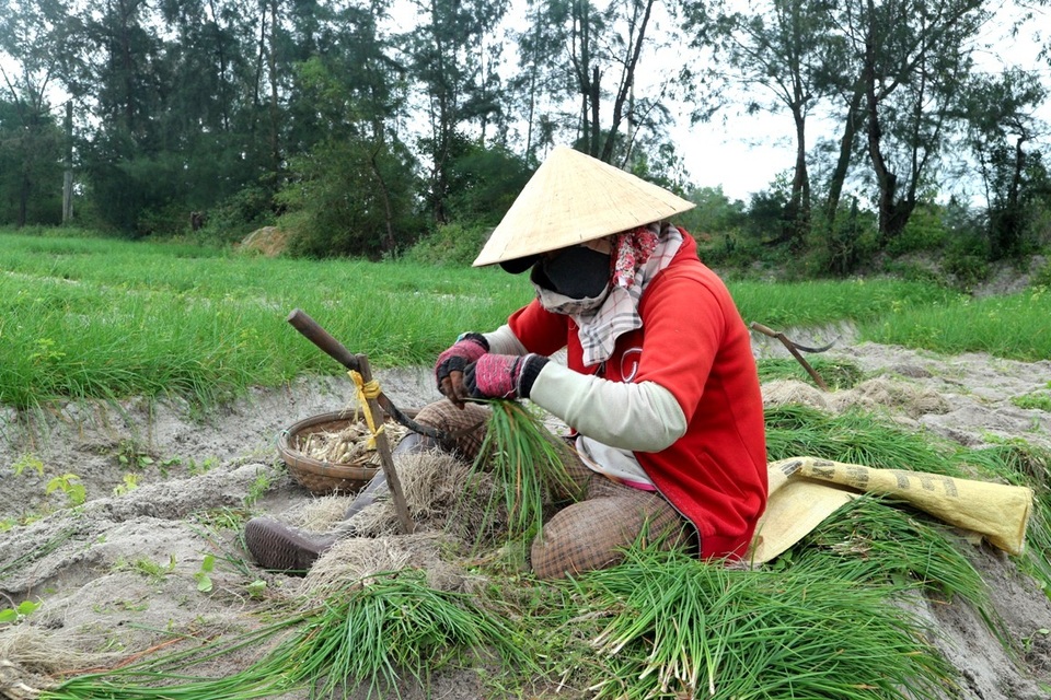 Giá kiệu bấp bênh, nông dân lo mất Tết - 2 Thời tiết mưa liên miên nên thương lái cũng ít thu mua, nhiều hộ chưa cần đất làm đậu đều giữ ruộng chờ giá lên…