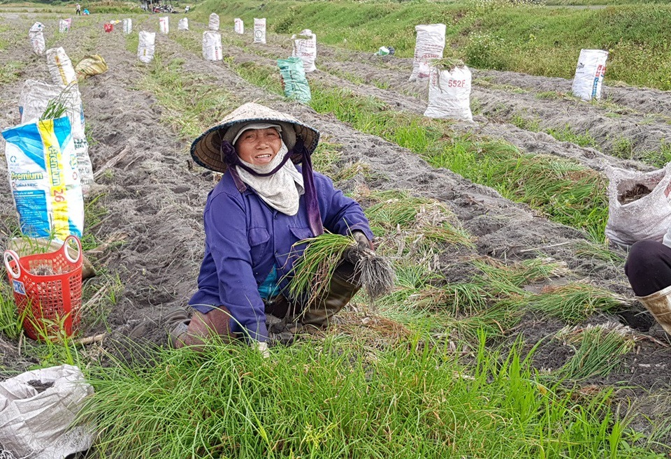 Hối hả thu hoạch vụ kiệu Tết lớn nhất năm ở Khánh Hòa - 3 Hối hả thu hoạch vụ kiệu Tết lớn nhất năm ở Khánh Hòa - 3
