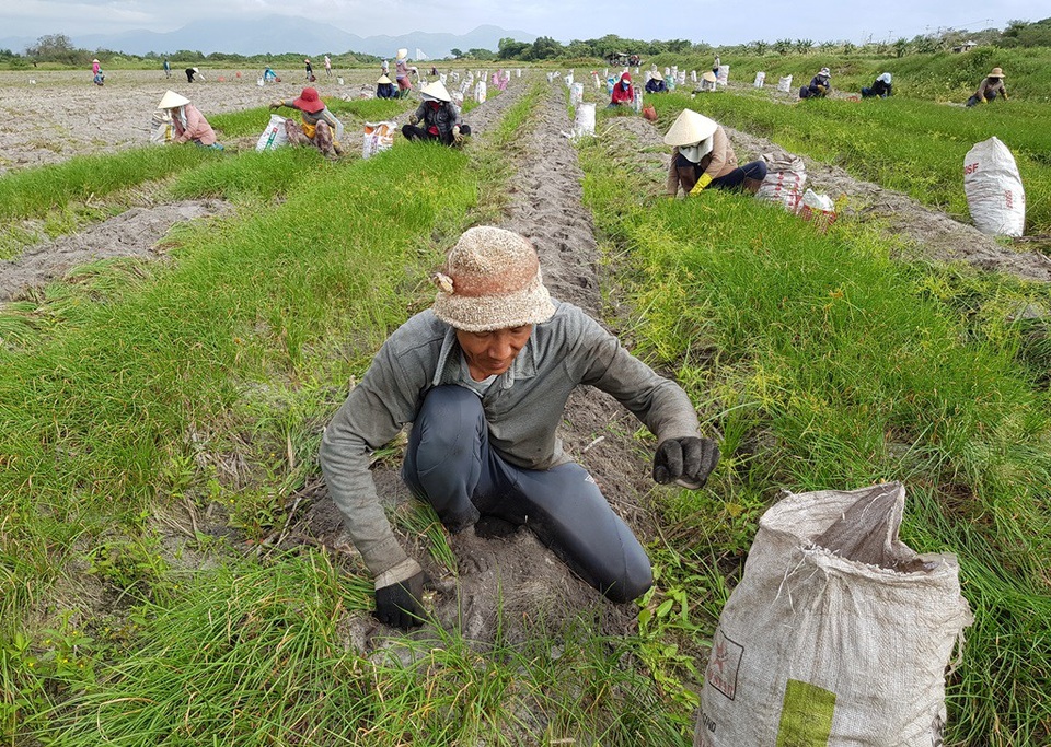 Hối hả thu hoạch vụ kiệu Tết lớn nhất năm ở Khánh Hòa - 4 Người dân phấn khởi vì kiệu Tết năm nay được mùa, được giá