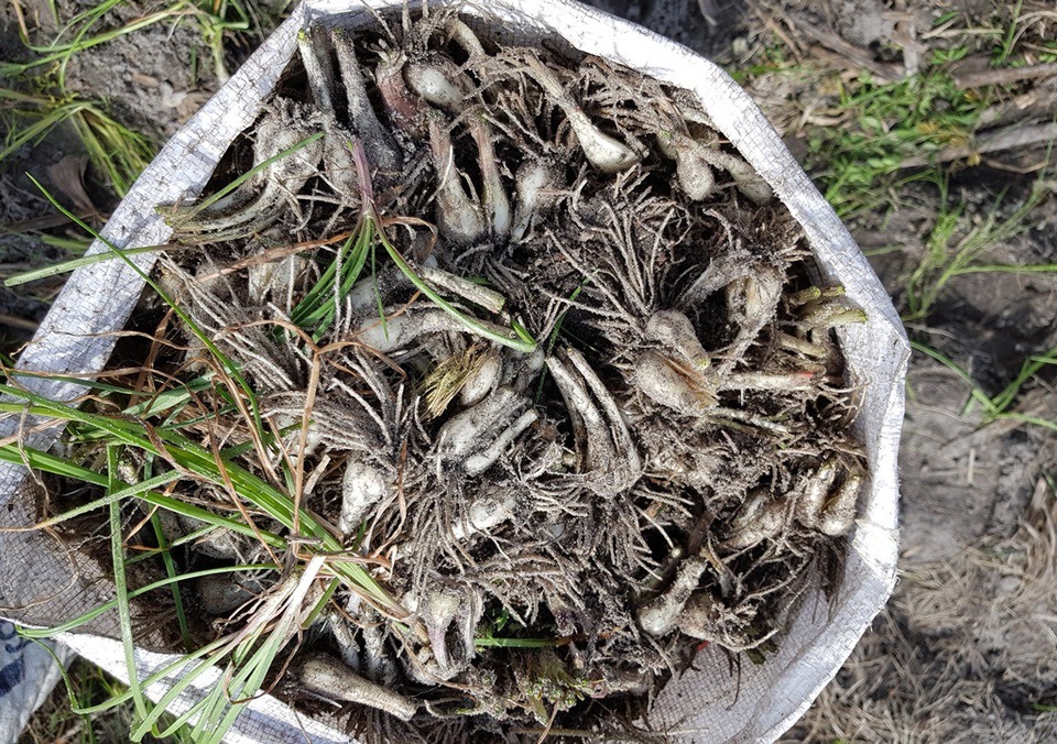 Hối hả thu hoạch vụ kiệu Tết lớn nhất năm ở Khánh Hòa - 6 Hối hả thu hoạch vụ kiệu Tết lớn nhất năm ở Khánh Hòa - 6