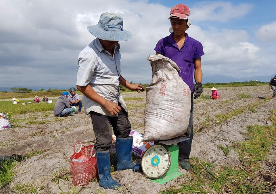 Hối hả thu hoạch vụ kiệu Tết lớn nhất năm ở Khánh Hòa - 9 Hoạt động thu gom và cân kiệu sau thu hoạch