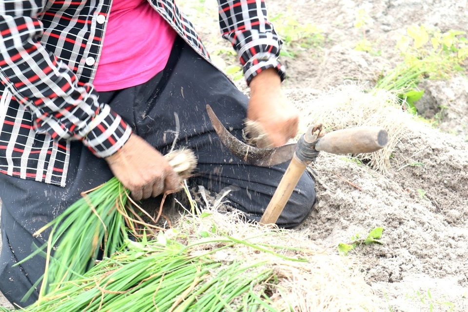 Giá kiệu bấp bênh, nông dân lo mất Tết - 3 Kiệu chính là cây “ăn Tết” của người dân Bình Phục, được người dân đặt rất nhiều kỳ vọng