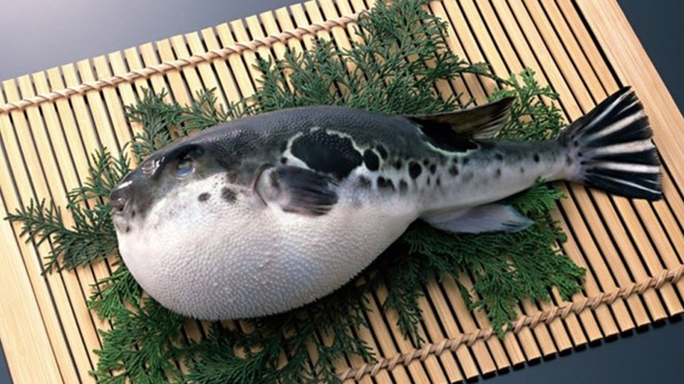 Đề án quản lý hoạt động, khai thác cá nóc có nguy cơ chết yểu - 1
Về mặt kinh tế, Đề án thí điểm chưa cho thấy hiệu quả rõ rệt; tỷ lệ cá nóc đáp ứng yêu cầu ban đầu của nhà nhập khẩu chưa cao. (Ảnh: minh hoạ)