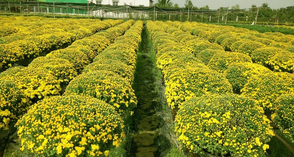 Đồng Tháp: Làng hoa Sa Đéc rộn ràng khoe sắc - 1 Cúc mâm xôi đang cho nụ chúm chím, chuẩn bị cho tết Mậu Tuất năm nay