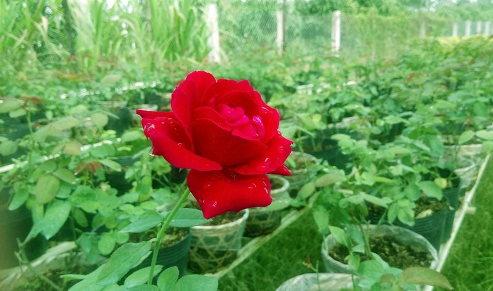 Đồng Tháp: Làng hoa Sa Đéc rộn ràng khoe sắc - 4 Kế hồng vàng là những luống hồng đỏ xen lẫn trông rất đẹp mắt