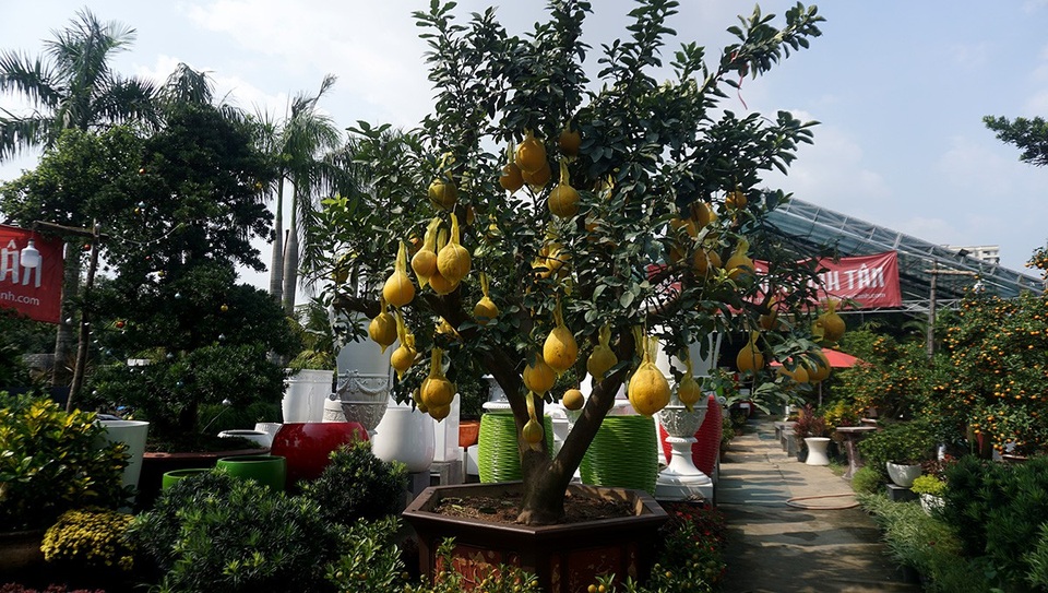 Bưởi Diễn 50 triệu đồng một cây đổ về Sài Gòn bán Tết - 2 Những cây bưởi Diễn có xuất xứ từ miền Bắc, được người dân Sài Gòn ưa chuộng vào mỗi dịp Tết.