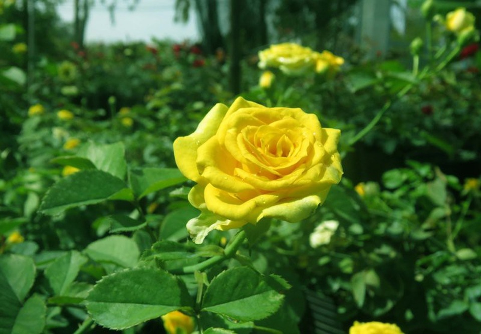 Đồng Tháp: Làng hoa Sa Đéc rộn ràng khoe sắc - 3 Kế bên là ruộng hồng vang cũng đang đón nắng