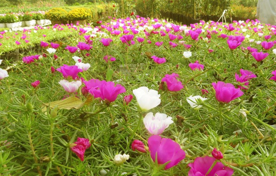 Đồng Tháp: Làng hoa Sa Đéc rộn ràng khoe sắc - 2 Những ruộng hoa mười giờ Mỹ đang khoe sắc rực rỡ