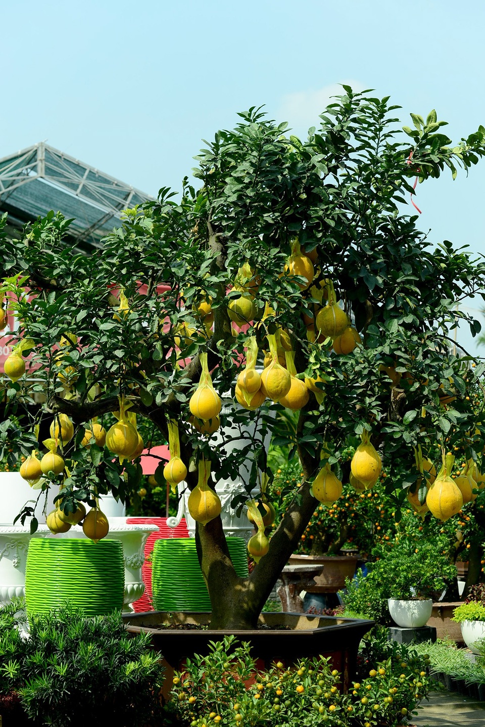 Bưởi Diễn 50 triệu đồng một cây đổ về Sài Gòn bán Tết - 10 Cây bưởi Diễn trên 20 năm tuổi được rao bán với giá 50 triệu đồng.