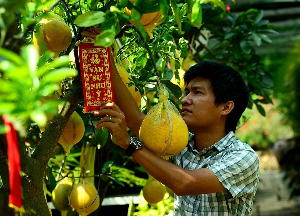 Bưởi Diễn 50 triệu đồng một cây đổ về Sài Gòn bán Tết - 9 Bưởi Diễn càng lâu năm, nhiều trái giá càng cao.