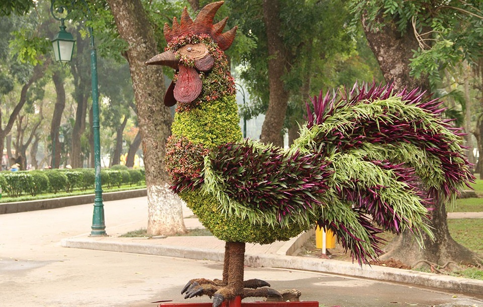 Gà trống khổng lồ với chiếc mào đỏ rực và bộ lông ngũ sắc rất đẹp mắt