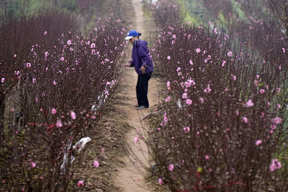
Những luống đào bắt đầu khoe sắc chạy thẳng tắp từ con đường đê quai ra đến sát mép sông Hồng.
