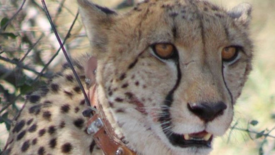 Làm thế nào để chạy thoát khỏi sư tử hay báo đốm? - 1