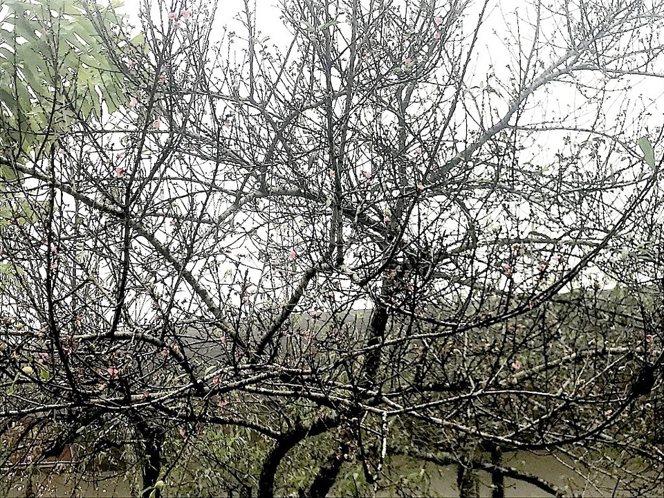 Ngắm tuyệt phẩm hoa ở miền biên viễn xứ Nghệ - 14 Ngắm tuyệt phẩm hoa ở miền biên viễn xứ Nghệ - 14