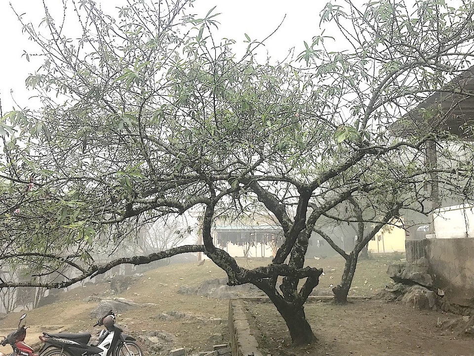 Ngắm tuyệt phẩm hoa ở miền biên viễn xứ Nghệ - 15 Ngay trong khuôn viên Trường PTDTBT Mường Lống là những cây đào có tuổi đời hàng chục năm.