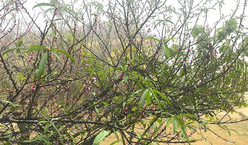 Ngắm tuyệt phẩm hoa ở miền biên viễn xứ Nghệ - 17 Ngắm tuyệt phẩm hoa ở miền biên viễn xứ Nghệ - 17