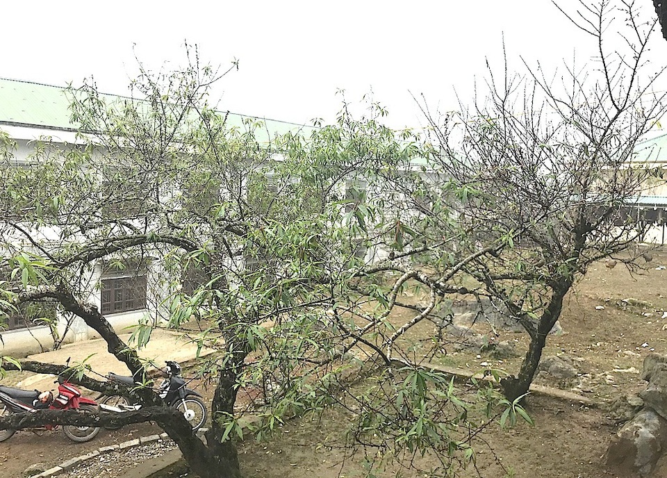 Ngắm tuyệt phẩm hoa ở miền biên viễn xứ Nghệ - 21 Ngắm tuyệt phẩm hoa ở miền biên viễn xứ Nghệ - 21