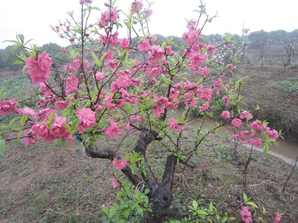 Chuyên gia chia sẻ các kỹ thuật “nước rút” giúp cây hoa đào nở rộ vào đúng dịp Tết - 2 Chuyên gia chia sẻ các kỹ thuật “nước rút” giúp cây hoa đào nở rộ vào đúng dịp Tết - 2