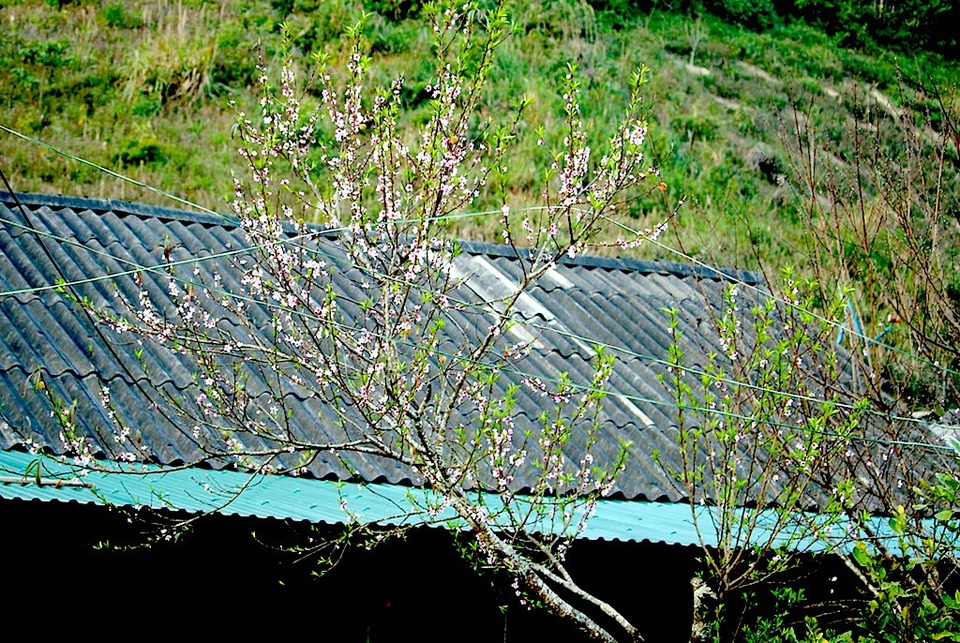 Ngắm tuyệt phẩm hoa ở miền biên viễn xứ Nghệ - 5 Những cành hoa đào cũng bung nở.