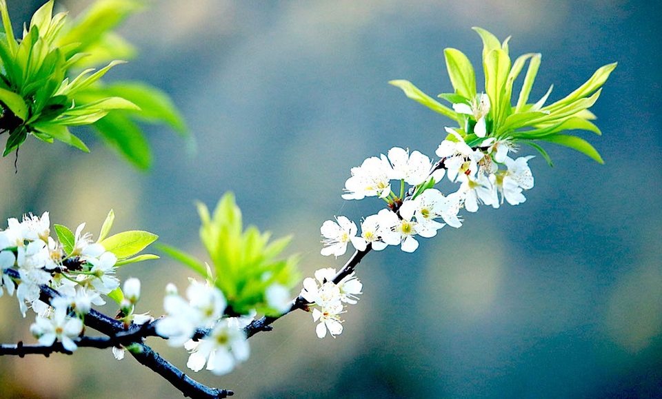 Ngắm tuyệt phẩm hoa ở miền biên viễn xứ Nghệ - 8 Mận nở trắng trời Mường Lống.