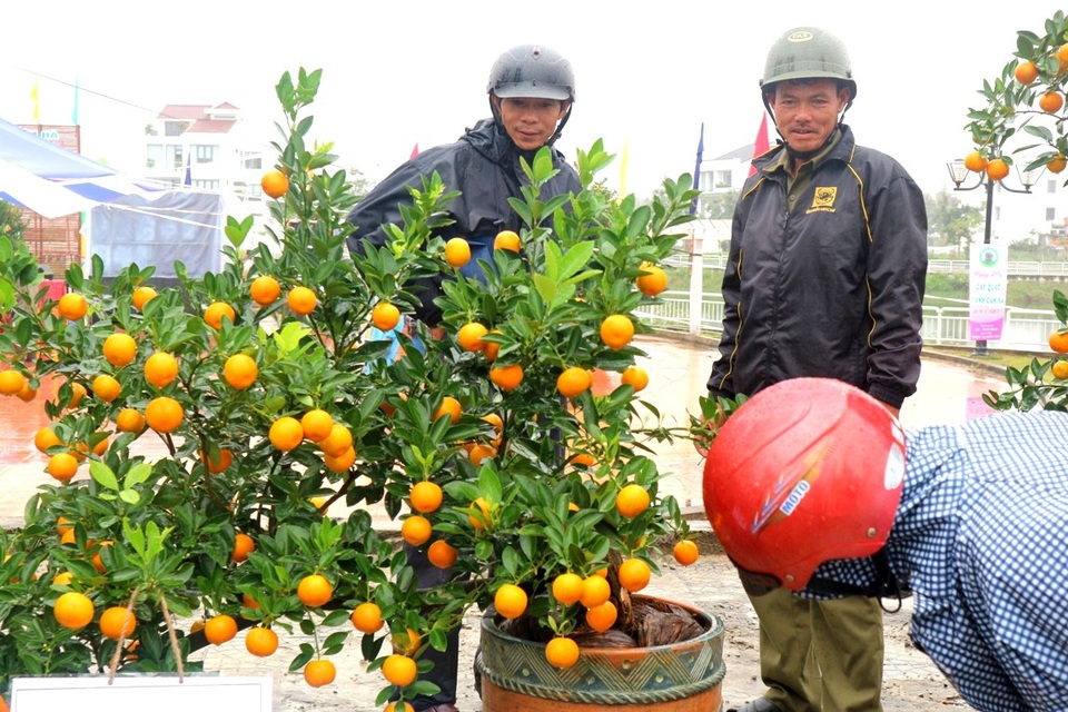Ngày hội quất Tết ở làng quất trăm năm tuổi - 10 Quất Cẩm Hà có tiếng do cách trồng và chăm sóc đặc biệt, quất được vào chậu từ rất sớm rồi chăm bón gần 1 năm trời nên có thể cho ra chậu quất đẹp, “chơi” được lâu