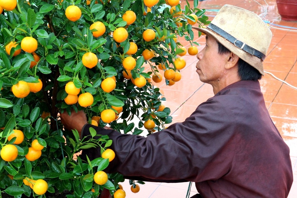 Ngày hội quất Tết ở làng quất trăm năm tuổi - 4
Người dân trồng quất Cẩm Hà biểu diễn chiết cành, tạo dáng… cho người dân và du khách cùng thưởng thức