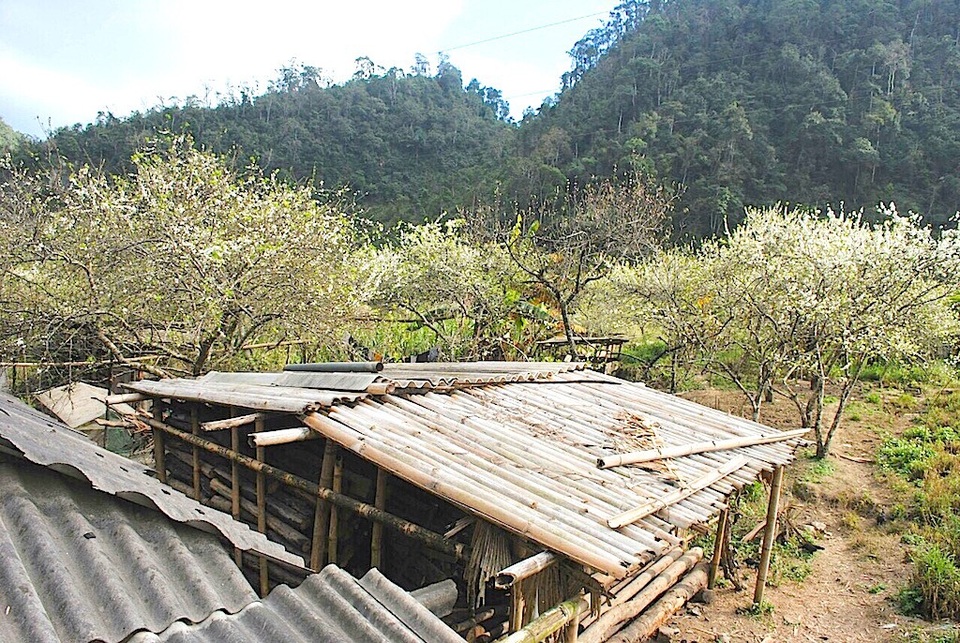 Lạc vào "thủ phủ" hoa mận, hoa đào bung nở ở độ cao 1500m - 1
Thời tiết ở đây mát mẻ quanh năm, nhiệt độ không vượt qua 25 độ C. Ban đêm, trời hơi se lạnh và nắng ấp ám trải xuống vùng cao vào ban ngày.