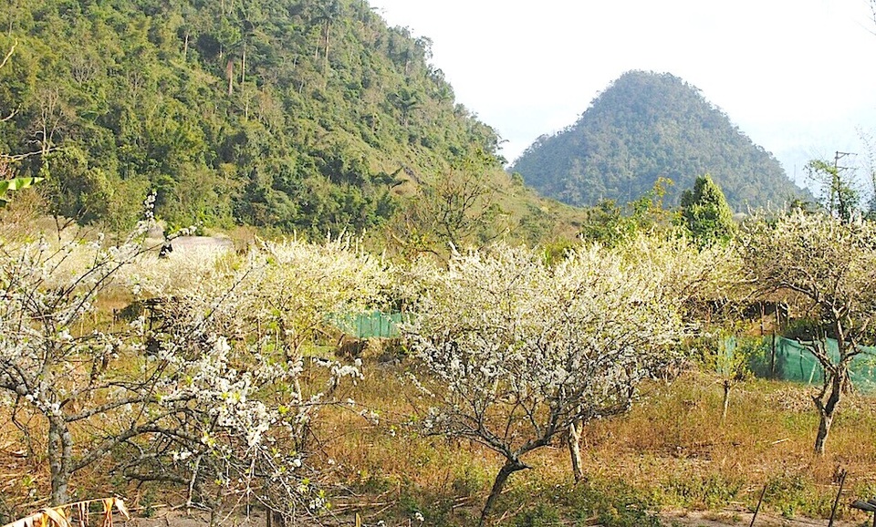 Lạc vào "thủ phủ" hoa mận, hoa đào bung nở ở độ cao 1500m - 3 ... hoa mận nở trắng rừng khiến người dân và du khách đắm say ...