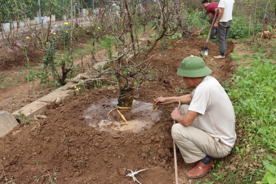 Những cây đào này sẽ bước vào một chu trình hồi sinh đầy công phu.