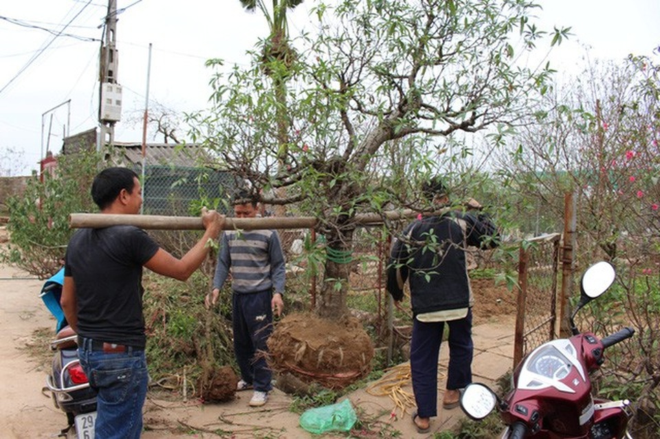 Cẩn thận vận chuyển những gốc đào giá trị vào vườn.