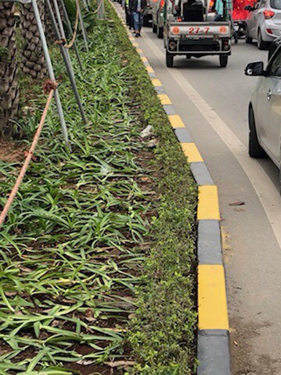 Nhiều cây xanh "biến dạng" dưới chân biển người đón U23 Việt Nam - 5 Những cây xanh trang trí ở dải phân cách giữa bị nhiều người dẫm nát.