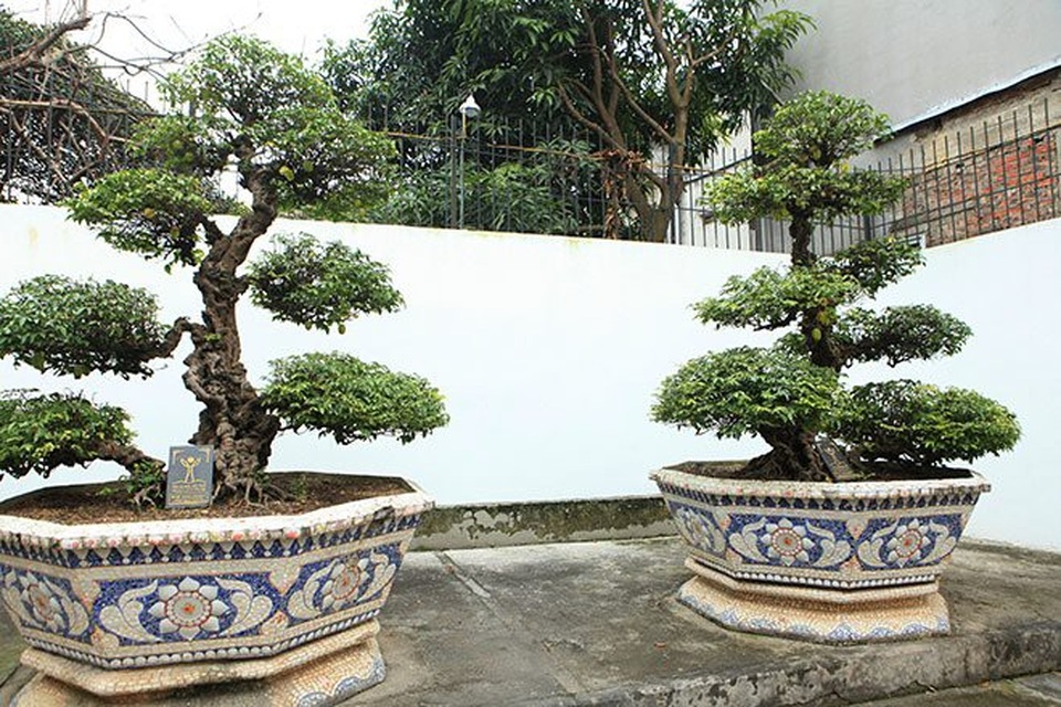 Cặp khế 300 tuổi giá 15 tỷ đồng: Lưu danh dân chơi đất Việt - 1 Cặp khế cổ “vợ chồng” trong sân vườn nhà đại gia Toàn Đôla.