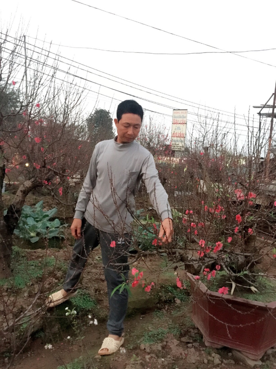Hoa trúng Tết, nhà vườn dự thu bạc tỷ - 1
Anh Dũng – Chủ nhà vườn đào thế Nhật Tân