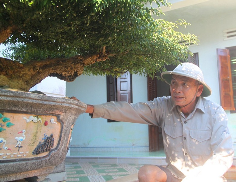 Ông Bùi Thành Long (66 tuổi, trú xã Nhơn An, thị xã An Nhơn, Bình Định) - Chủ nhân gốc mai chiếu thủy, cho biết: “Đây là loại mai chiếu thủy lá kim được trồng rất ít tại Bình Định và thường có hoa quanh năm.